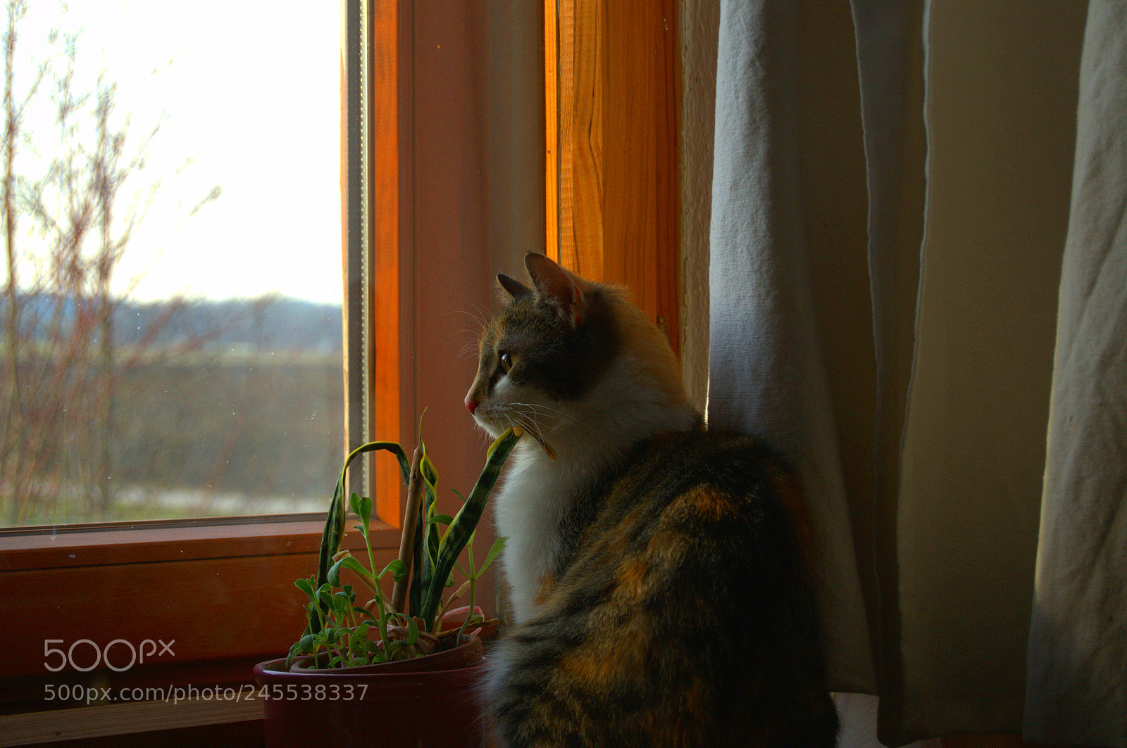 Nikon D3100 sample photo. Birdwatch photography
