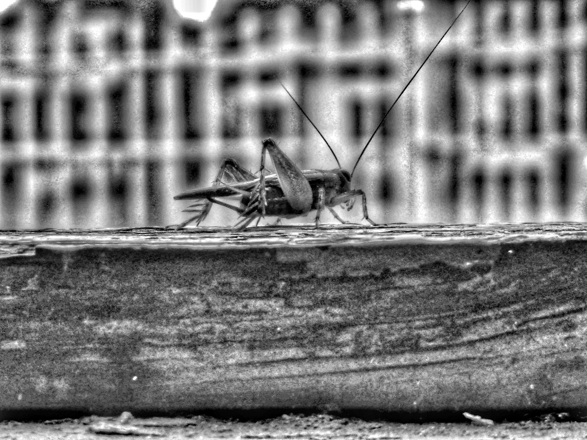 Motorola Moto X (2nd Gen) sample photo. Grillo photography