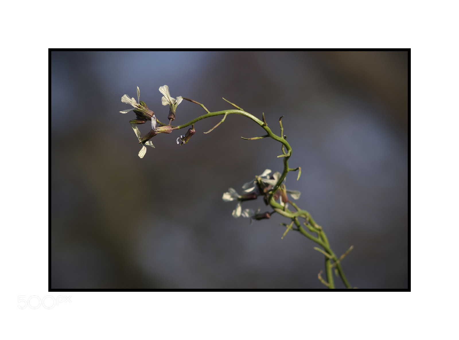 Fujifilm X-T1 sample photo. Wild flower wivenhoe nikkor photography