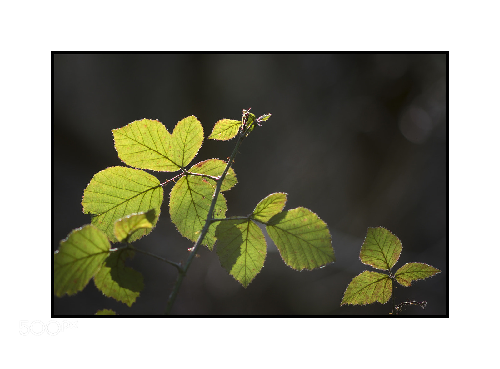 Fujifilm X-T1 sample photo. Backlit brambles pits wood photography