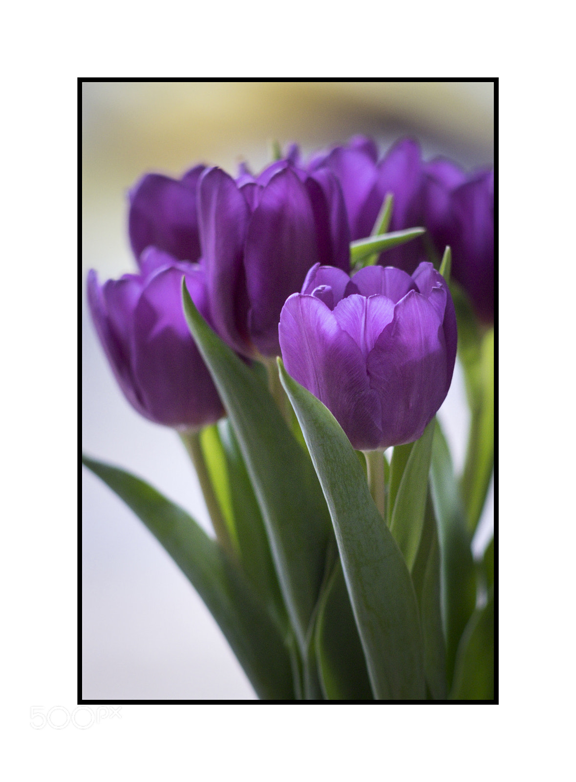 Fujifilm X-T1 sample photo. Purple tulips - nikkor photography