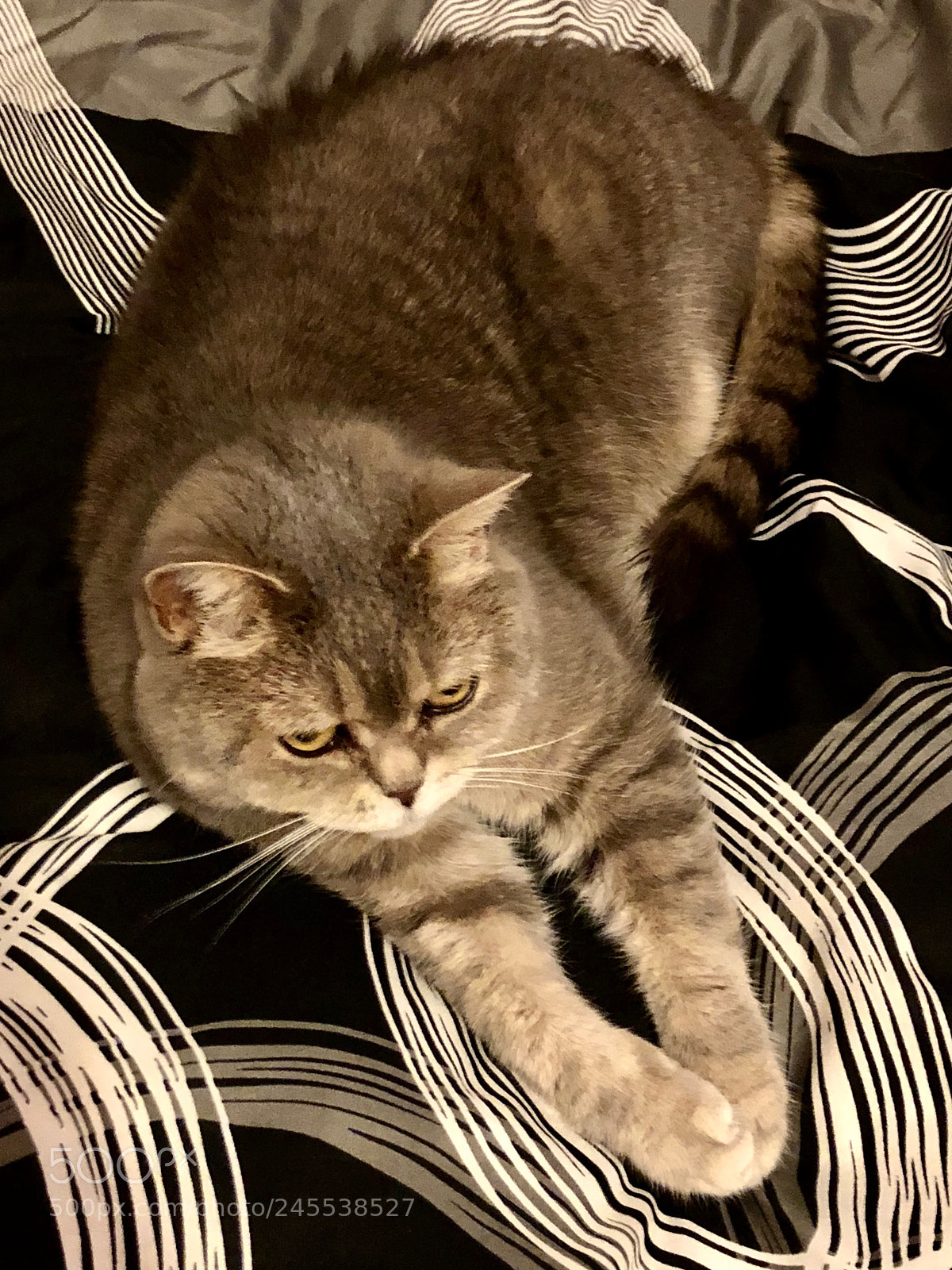 Apple iPhone X sample photo. Frisch photography