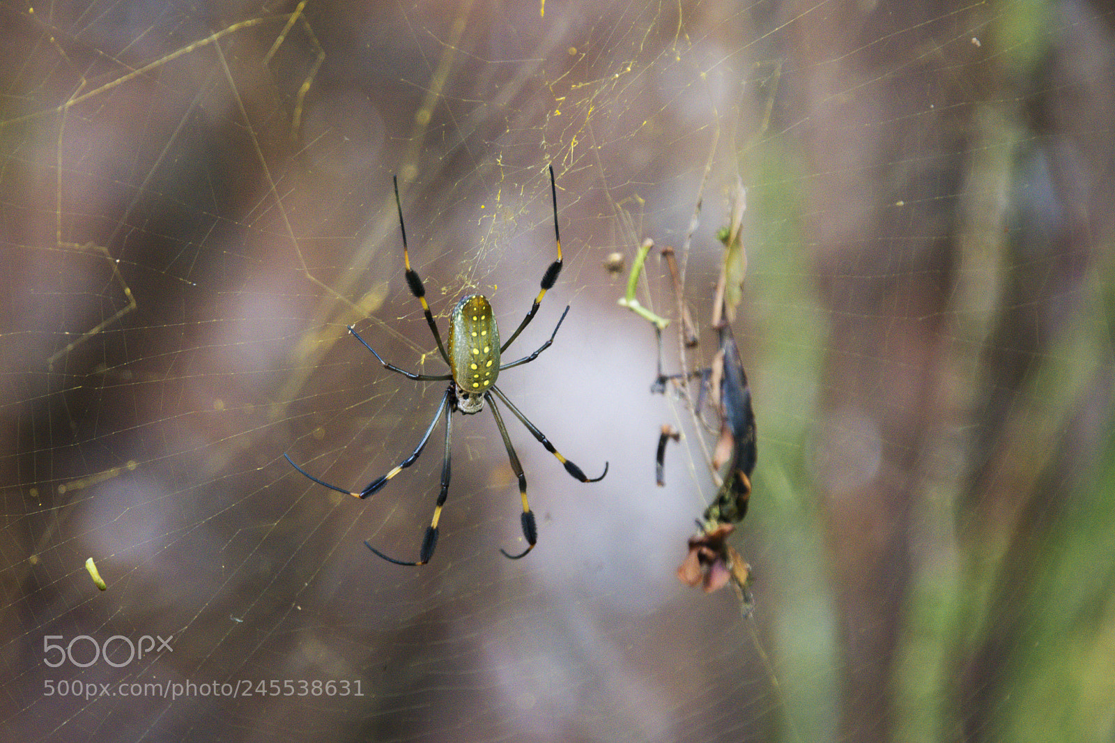 Nikon D610 sample photo. Costa rica 4 photography