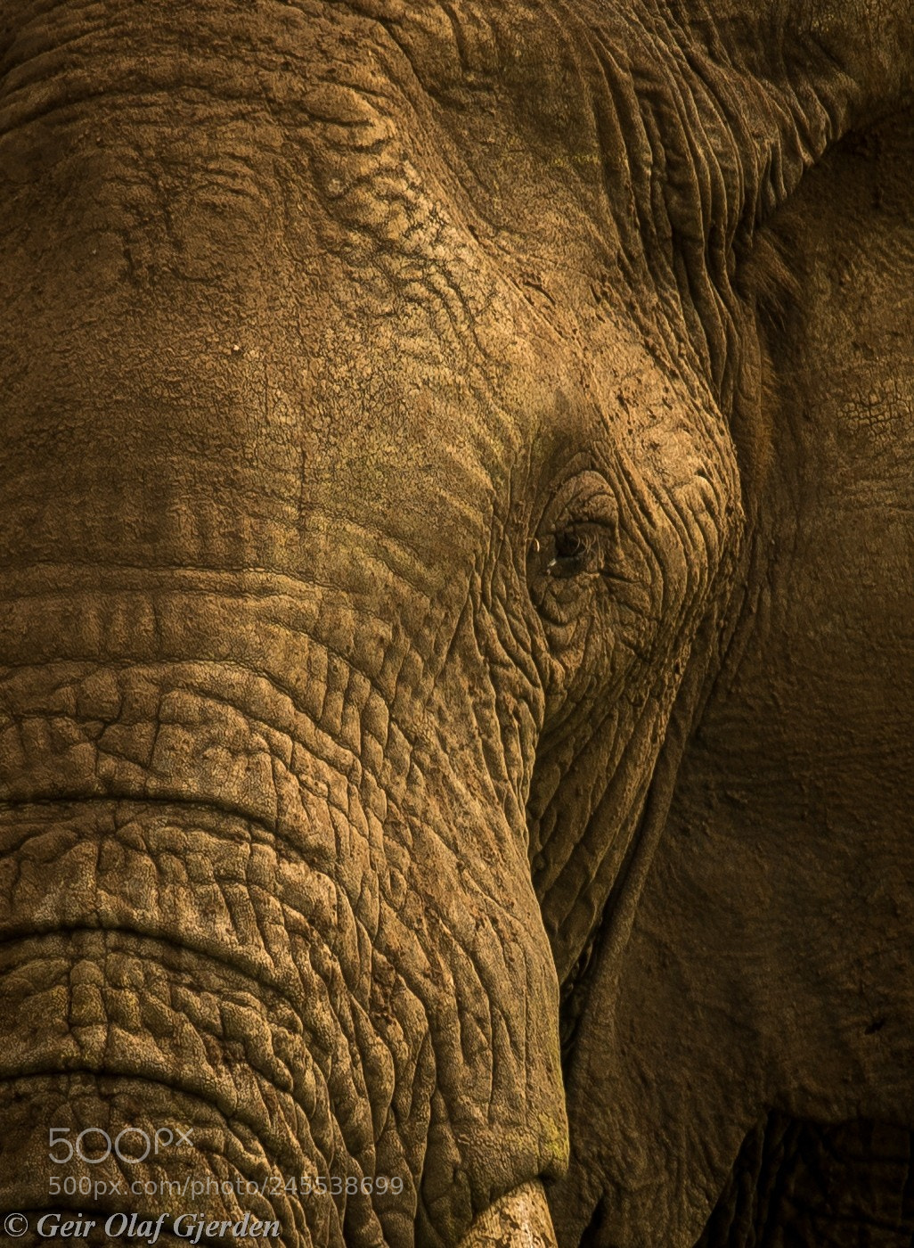 Nikon D600 sample photo. Elephant photography