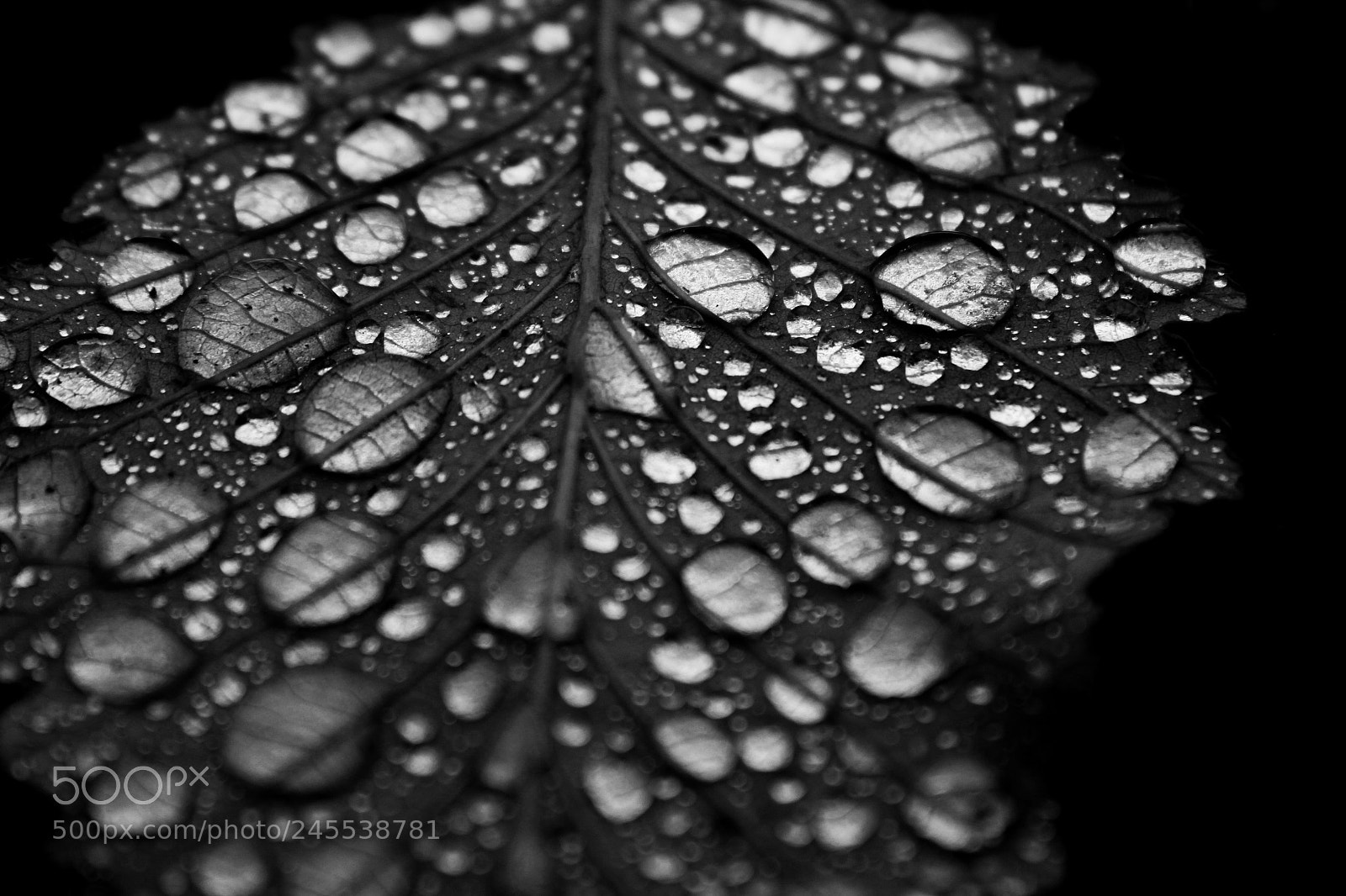 Canon EOS 550D (EOS Rebel T2i / EOS Kiss X4) sample photo. Perfect drops photography