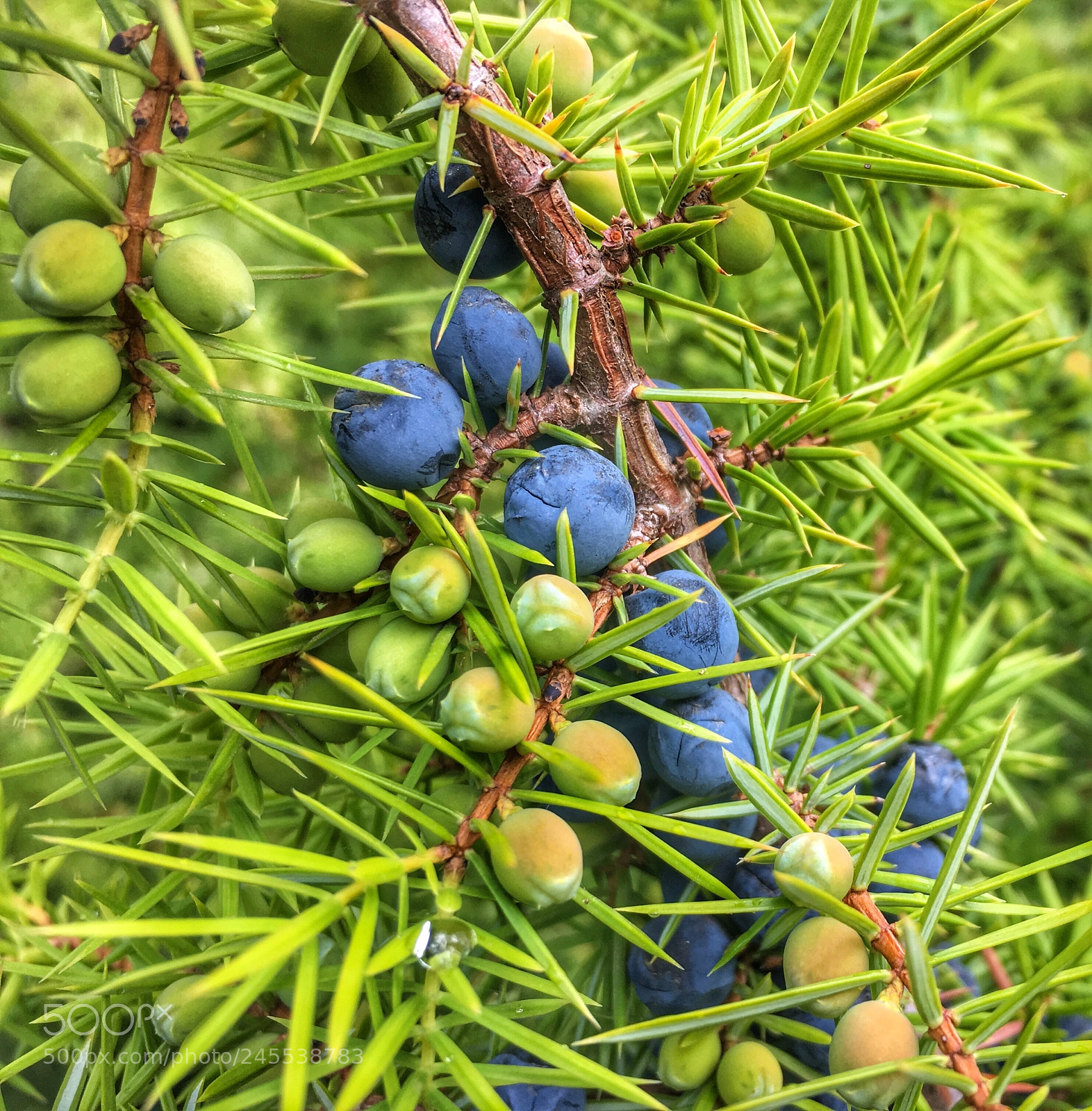 Apple iPhone 6s sample photo. Berries in the forest photography