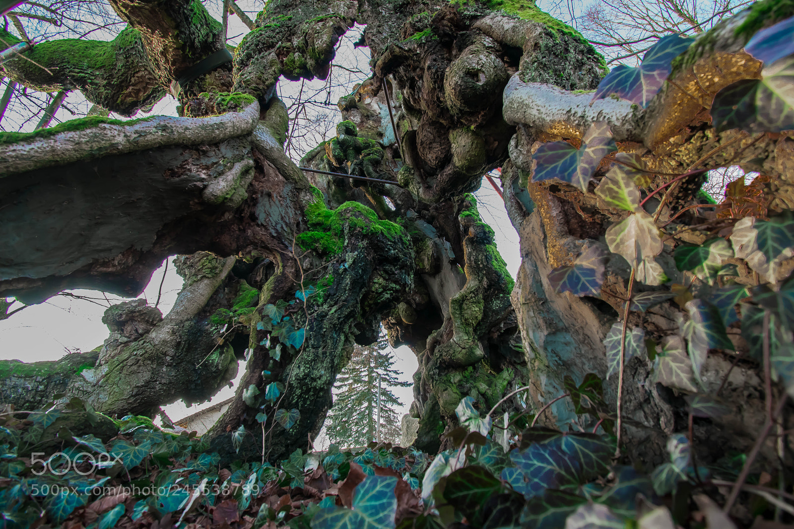 Nikon D5500 sample photo. Bio transformer photography