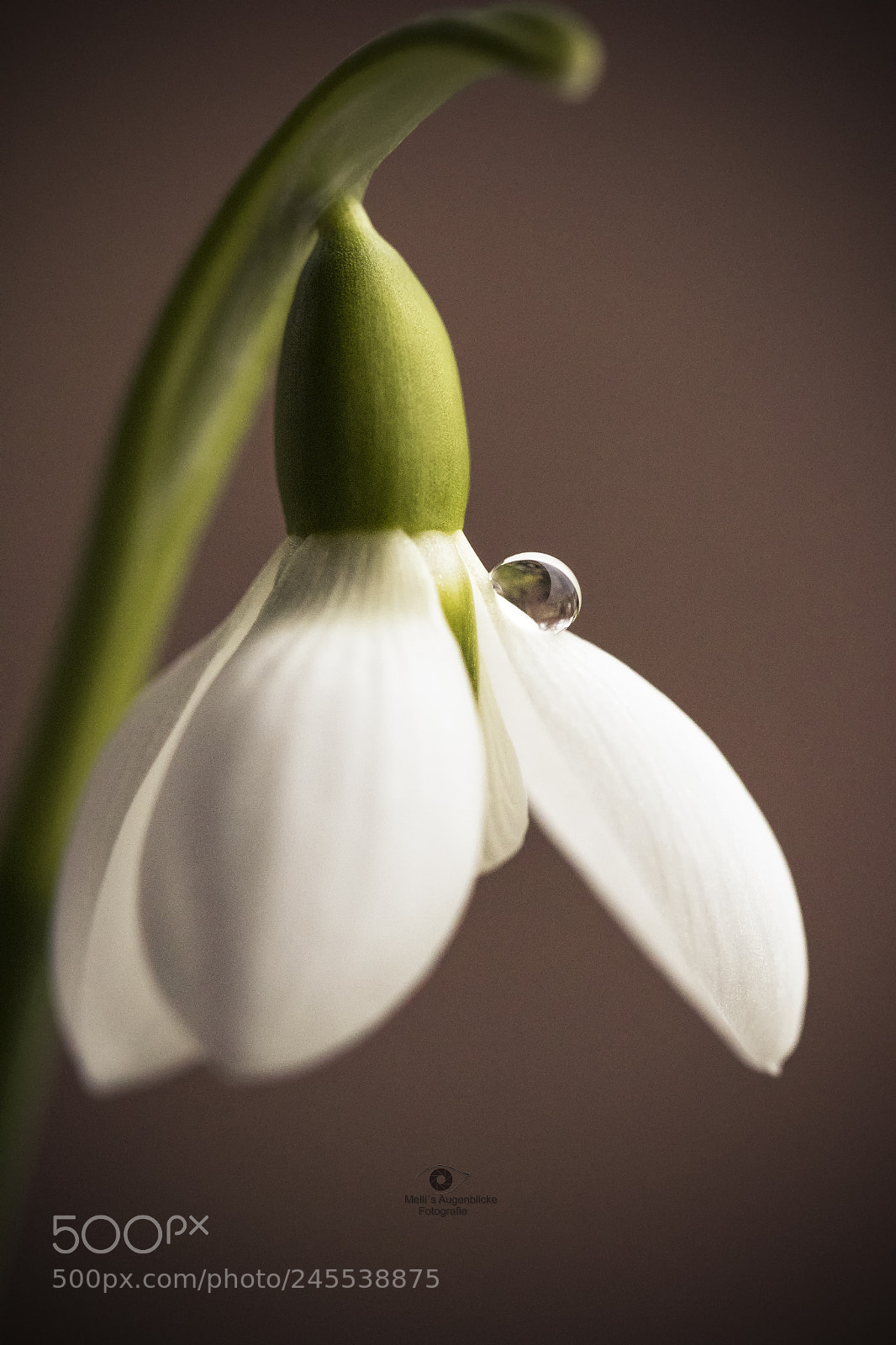 Canon EOS 7D Mark II sample photo. Snowdrop photography
