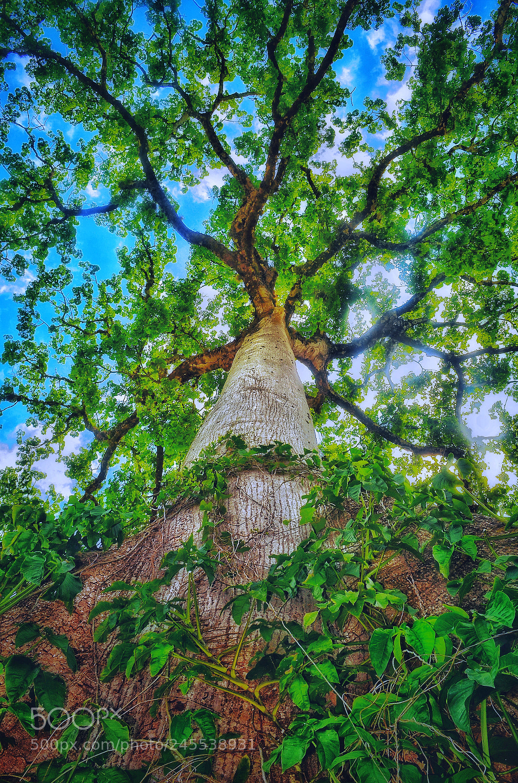 Nikon D5100 sample photo. Ceiba gigante de la photography