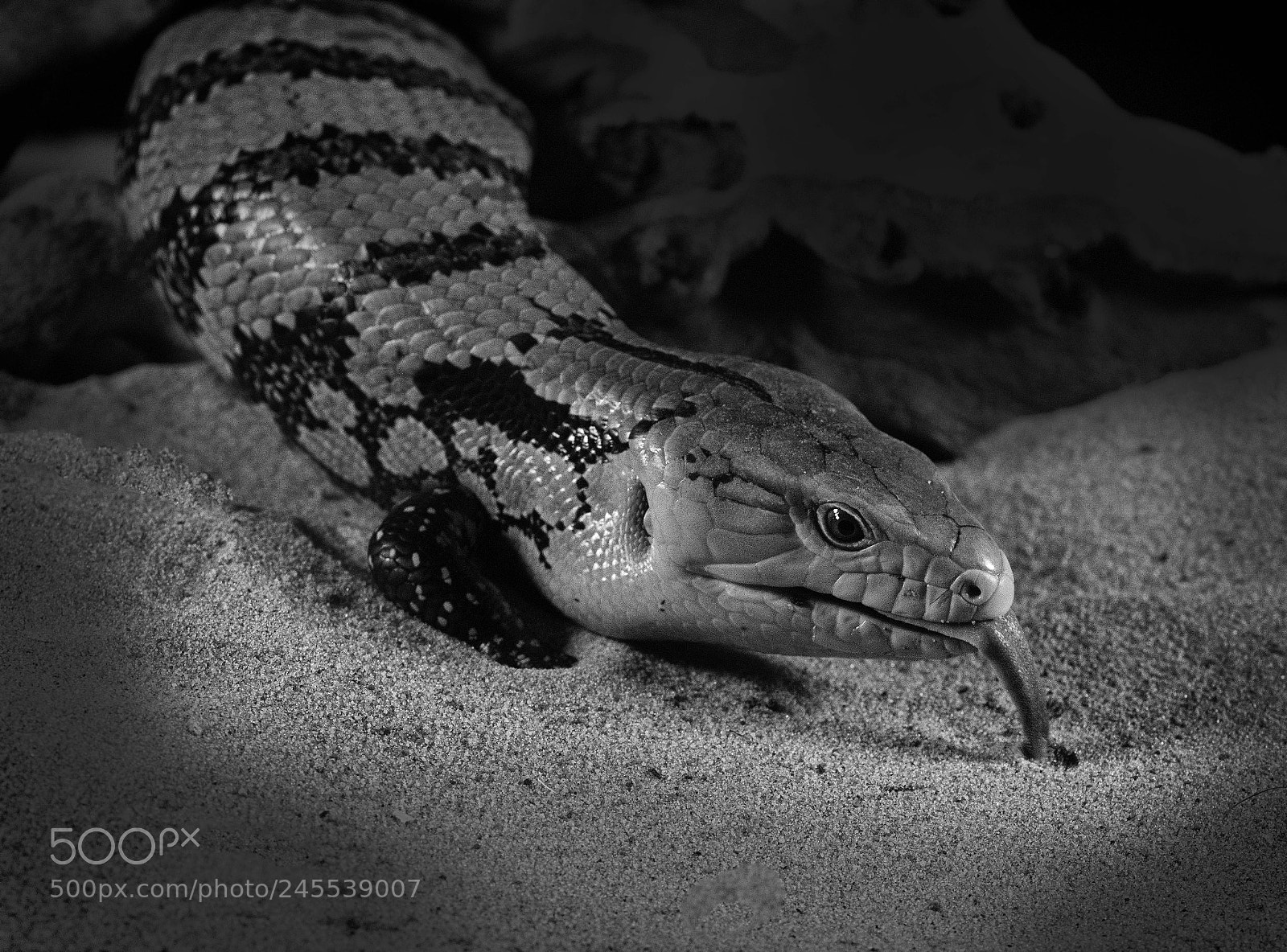 Nikon D810 sample photo. Monochrome skink  photography