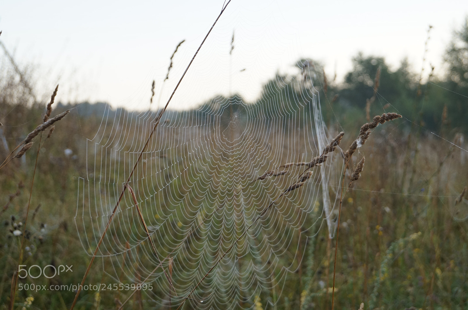 Sony SLT-A57 sample photo. Untitled photography