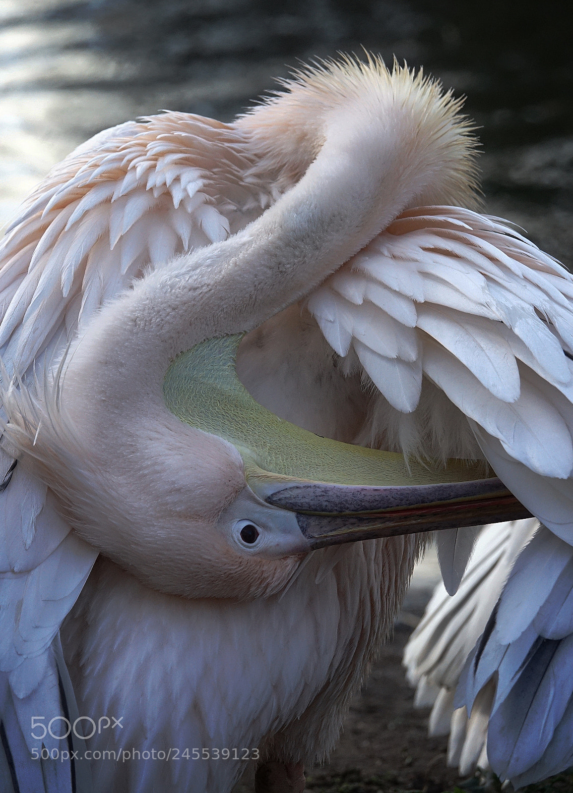 Sony Cyber-shot DSC-RX10 III sample photo. A pelican.. photography