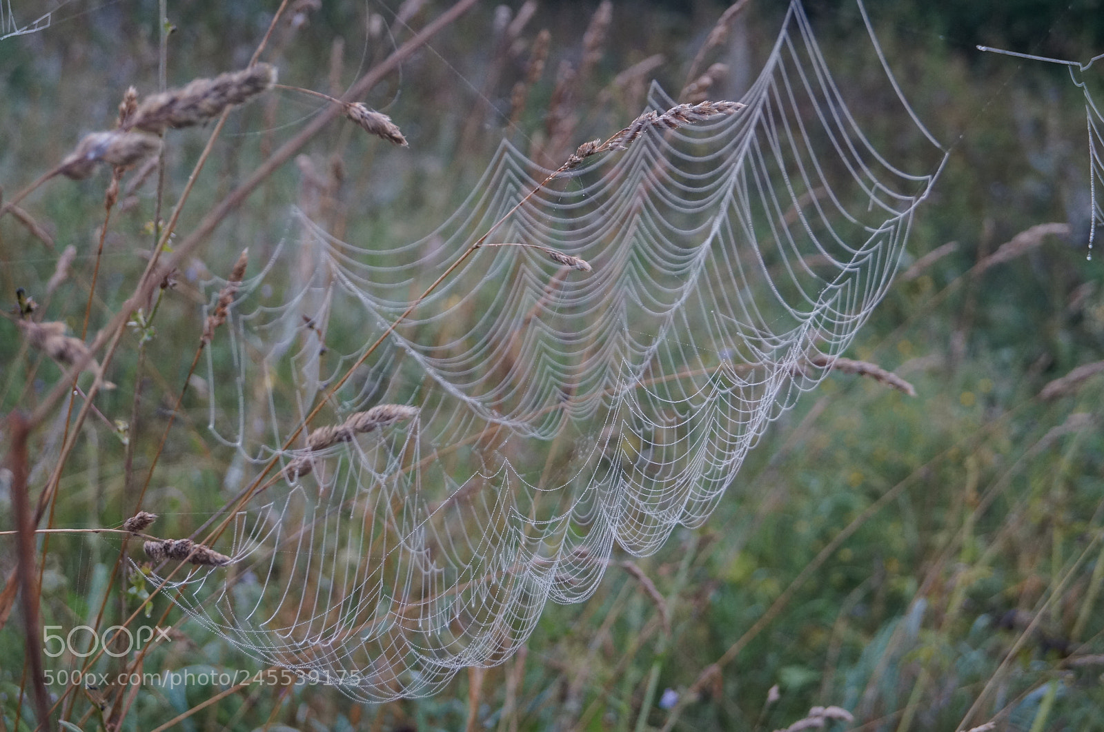 Sony SLT-A57 sample photo. Untitled photography