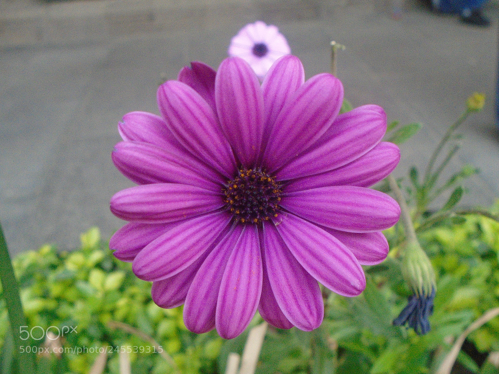 Sony Cyber-shot DSC-W800 sample photo. Belleza al natural... photography