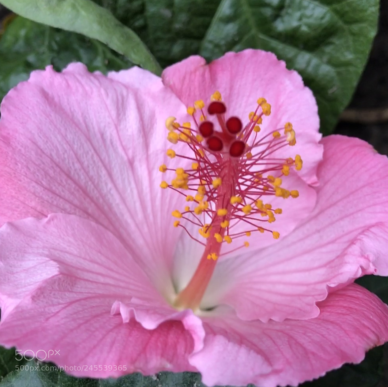 Apple iPhone 7 Plus sample photo. Micro photography