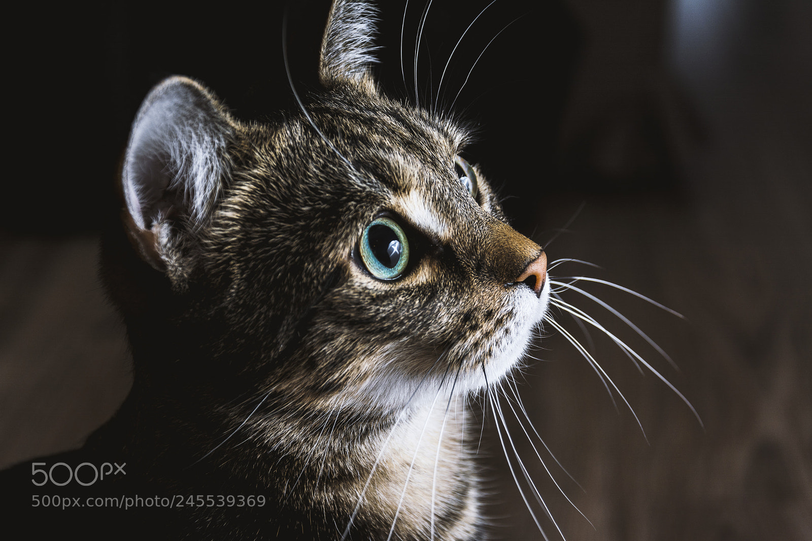 Nikon D5200 sample photo. Cat looking into light photography