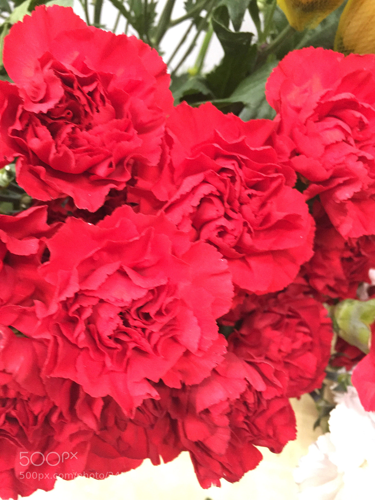 Apple iPhone 6 Plus sample photo. Today’s flower ? photography