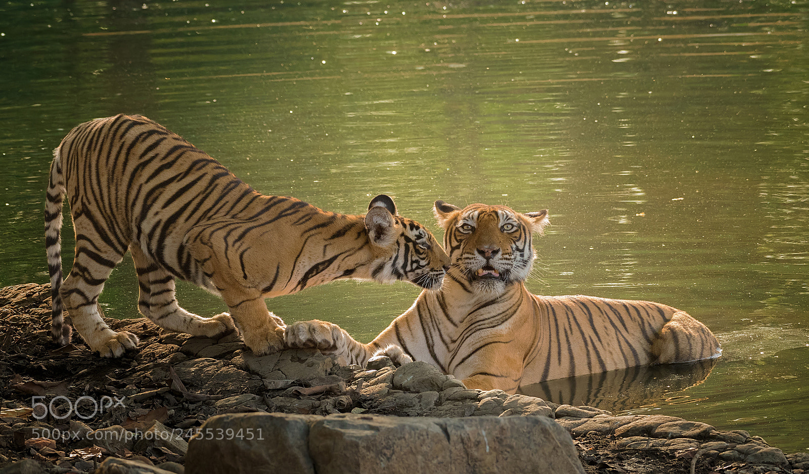 Nikon D500 sample photo. Noor & cub photography