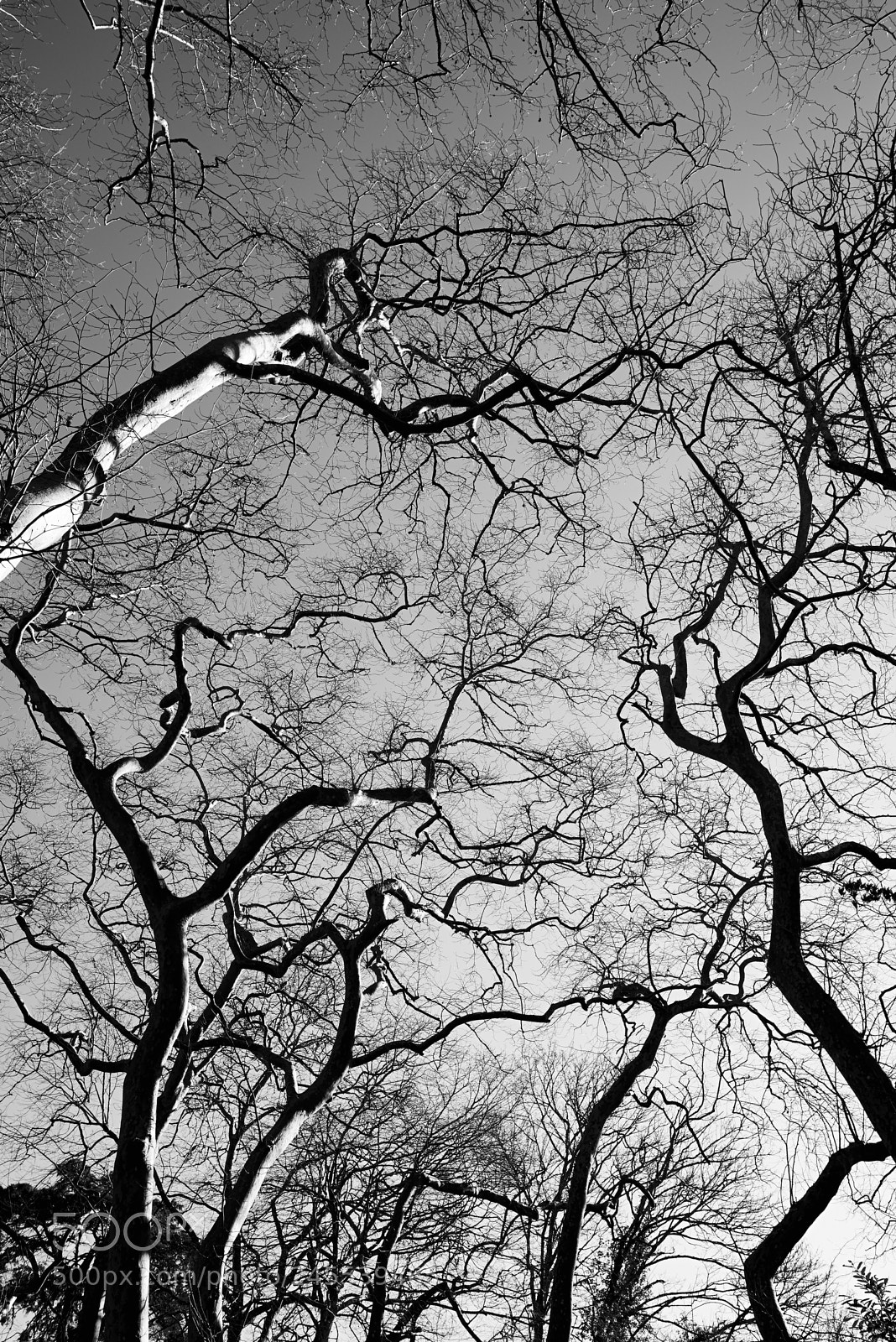 Nikon D610 sample photo. Arms to the sky photography