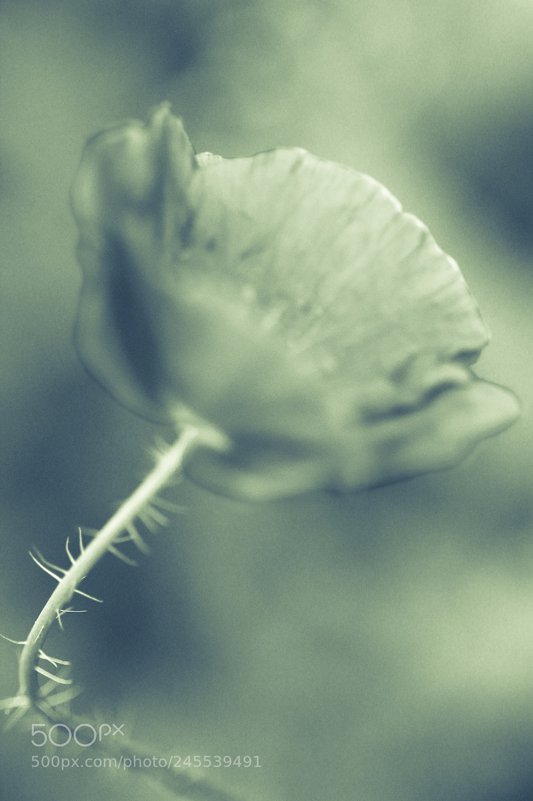 Canon EOS 600D (Rebel EOS T3i / EOS Kiss X5) sample photo. Wild poppy photography