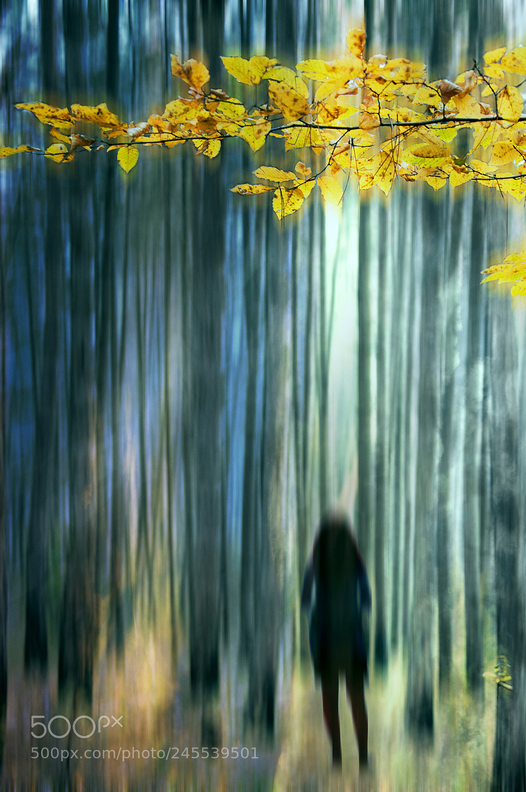 Nikon D90 sample photo. Lost in wonderland photography