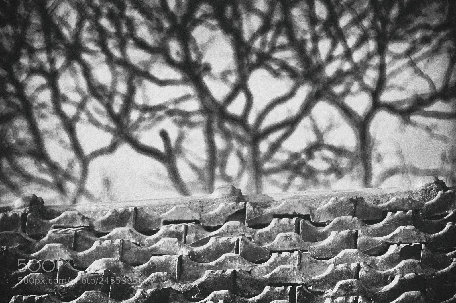 Canon PowerShot SX40 HS sample photo. French tiles, naked trees photography