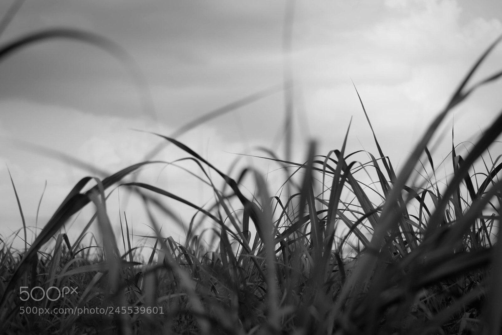 Nikon D3100 sample photo. Lost photography