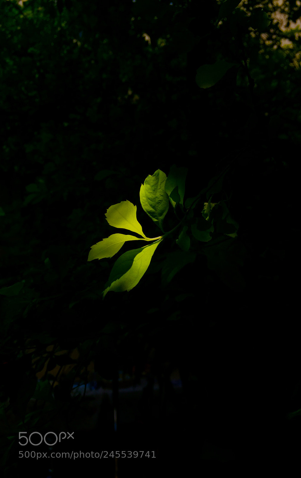 Apple iPhone 6 sample photo. Untitled photography