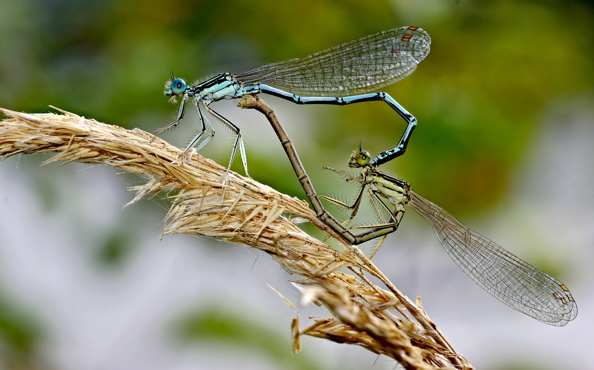 Pentax K10D + Tamron SP AF 90mm F2.8 Di Macro sample photo. Heart of love photography