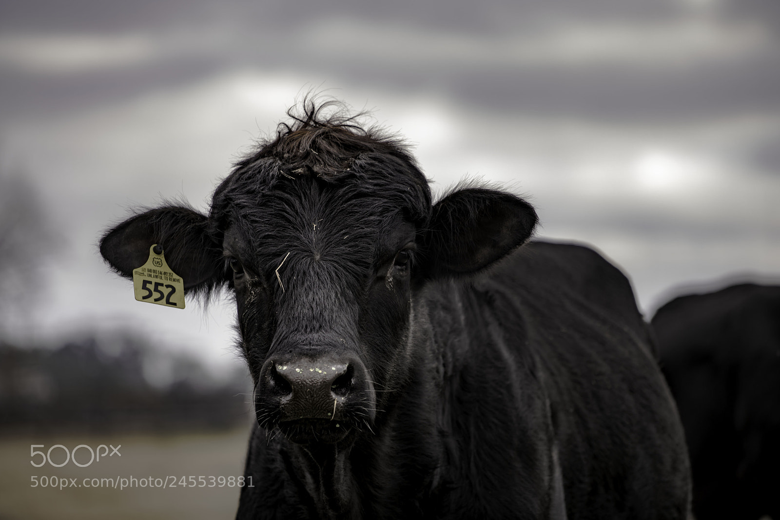 Sony a7R II sample photo. #552 photography