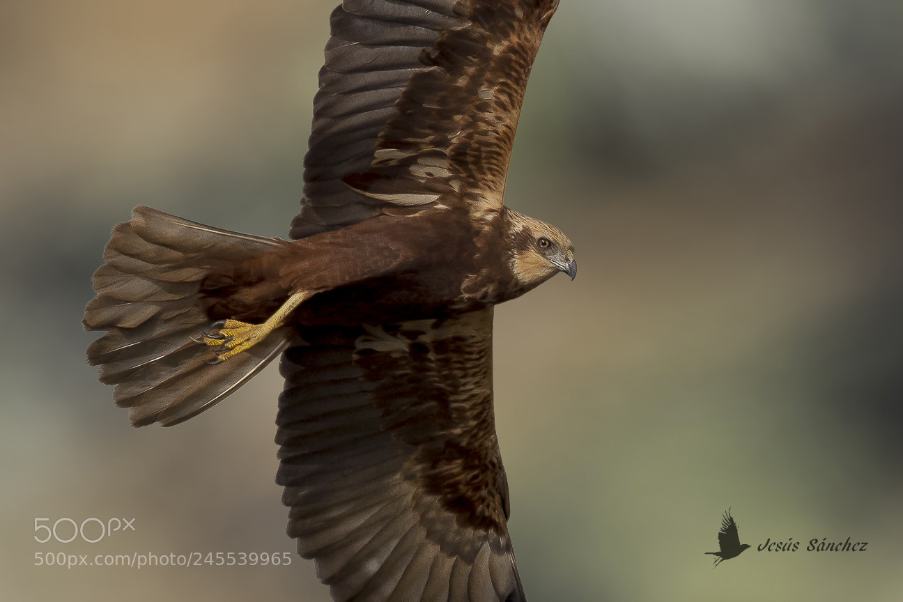 Canon EOS 7D Mark II sample photo. Aguilucho lagunero (circus aeruginosus) photography