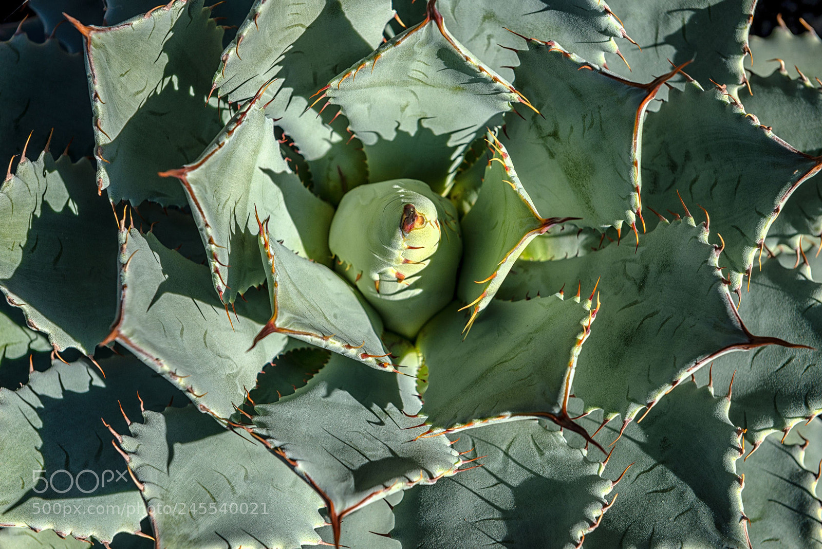 Nikon D800 sample photo. Close up photography