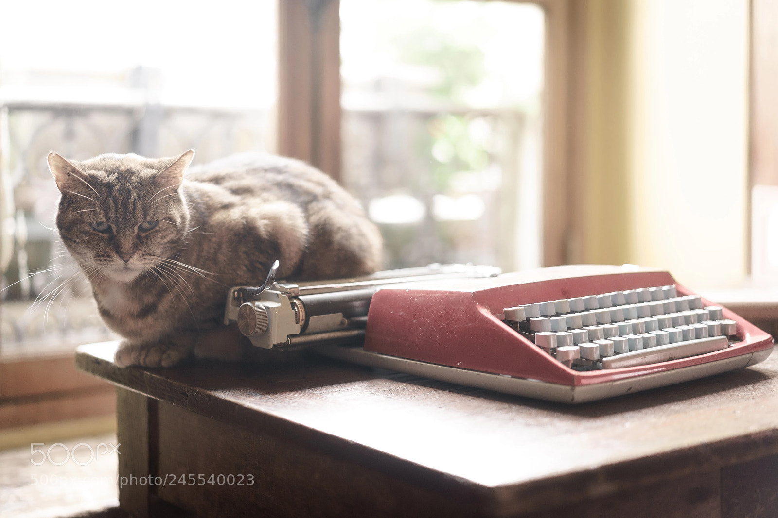 Sony a7 II sample photo. The cat & the typewriter photography