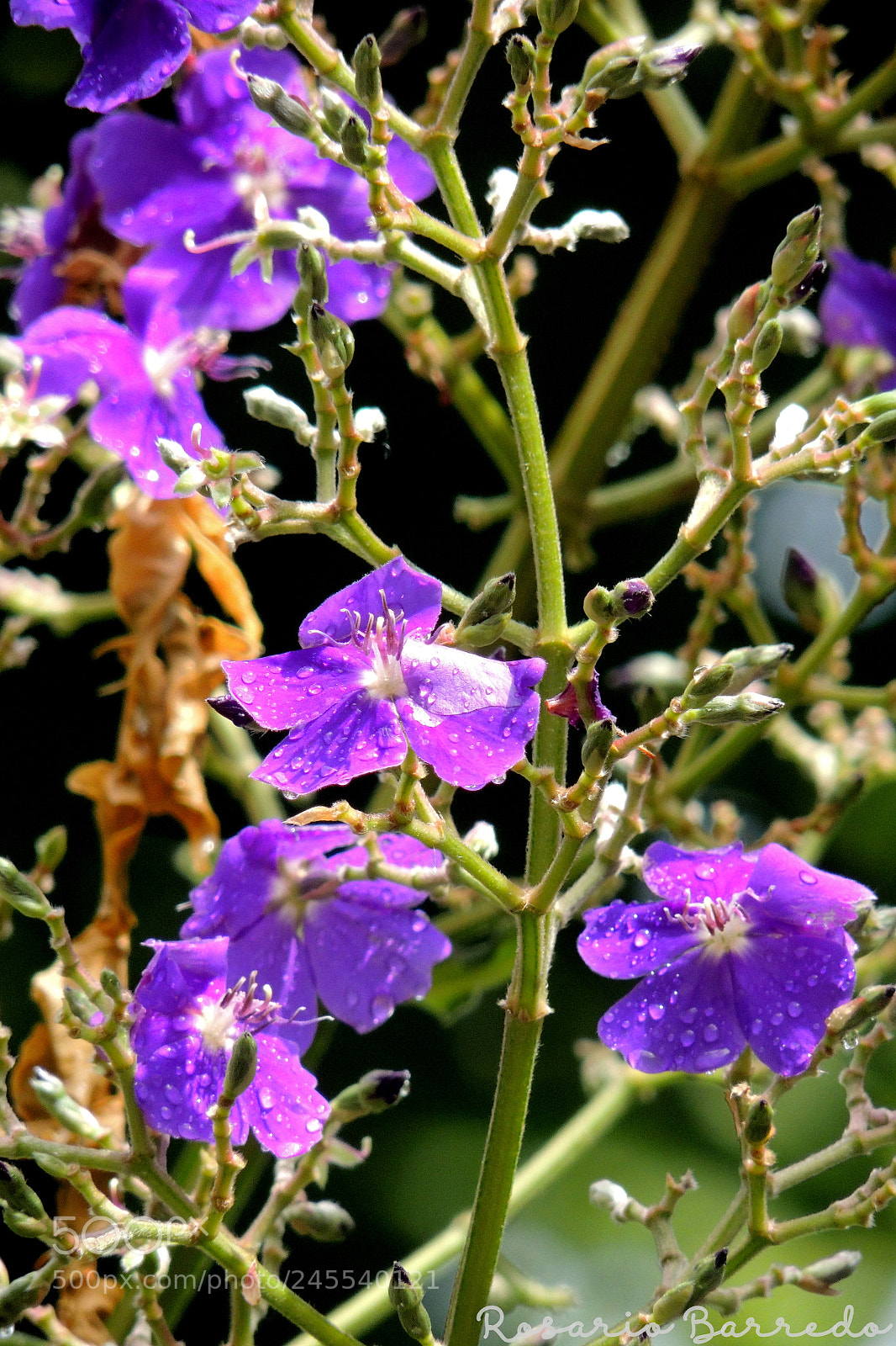 Nikon Coolpix P510 sample photo. Untitled photography