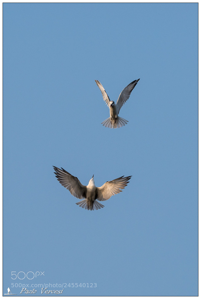 Pentax K-1 sample photo. Gioco photography