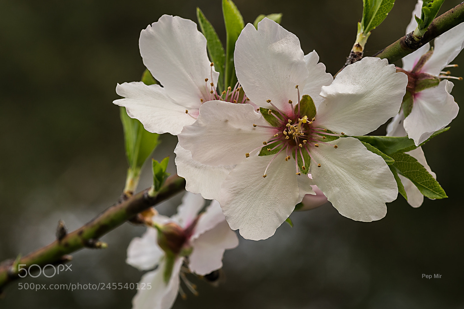 Sony a99 II sample photo. Almendro photography
