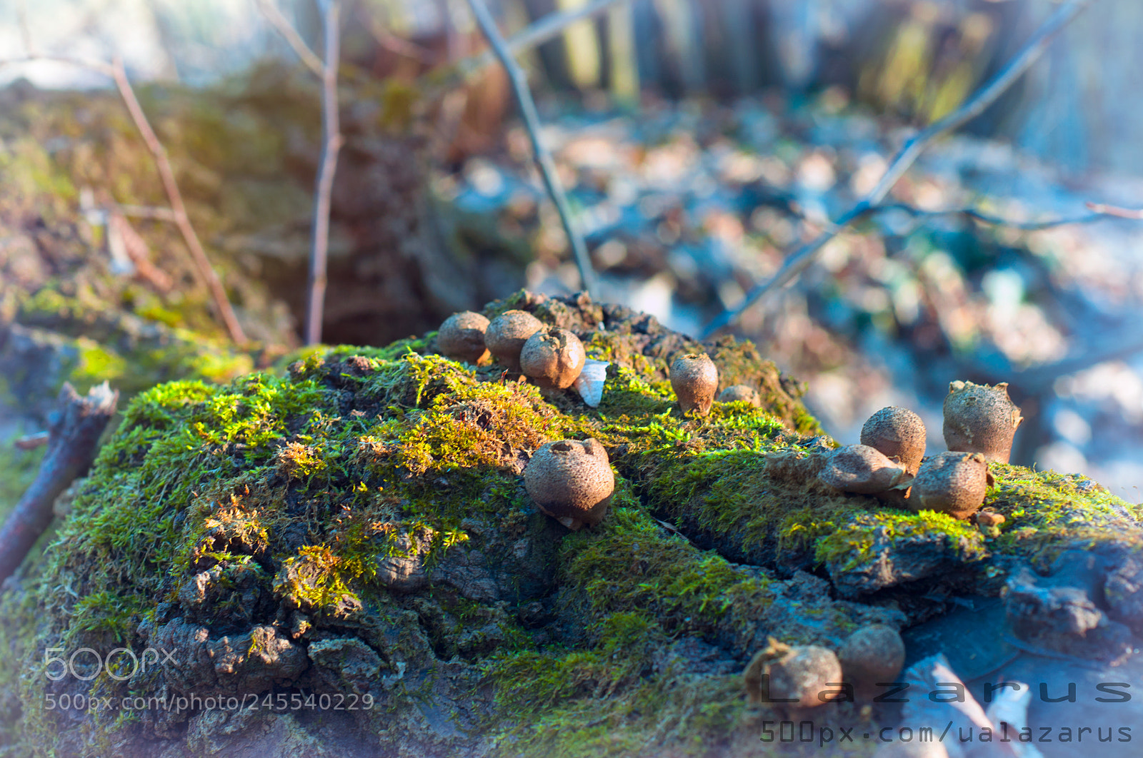 Nikon D90 sample photo. Winter mushrooms photography