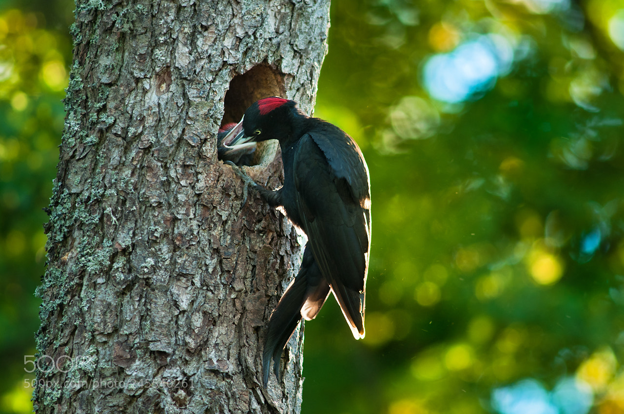 Nikon D90 sample photo. Woodpecker part iv photography