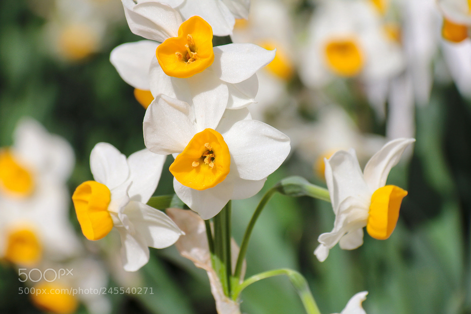 Canon EF-S 18-200mm F3.5-5.6 IS sample photo. Daffodils photography