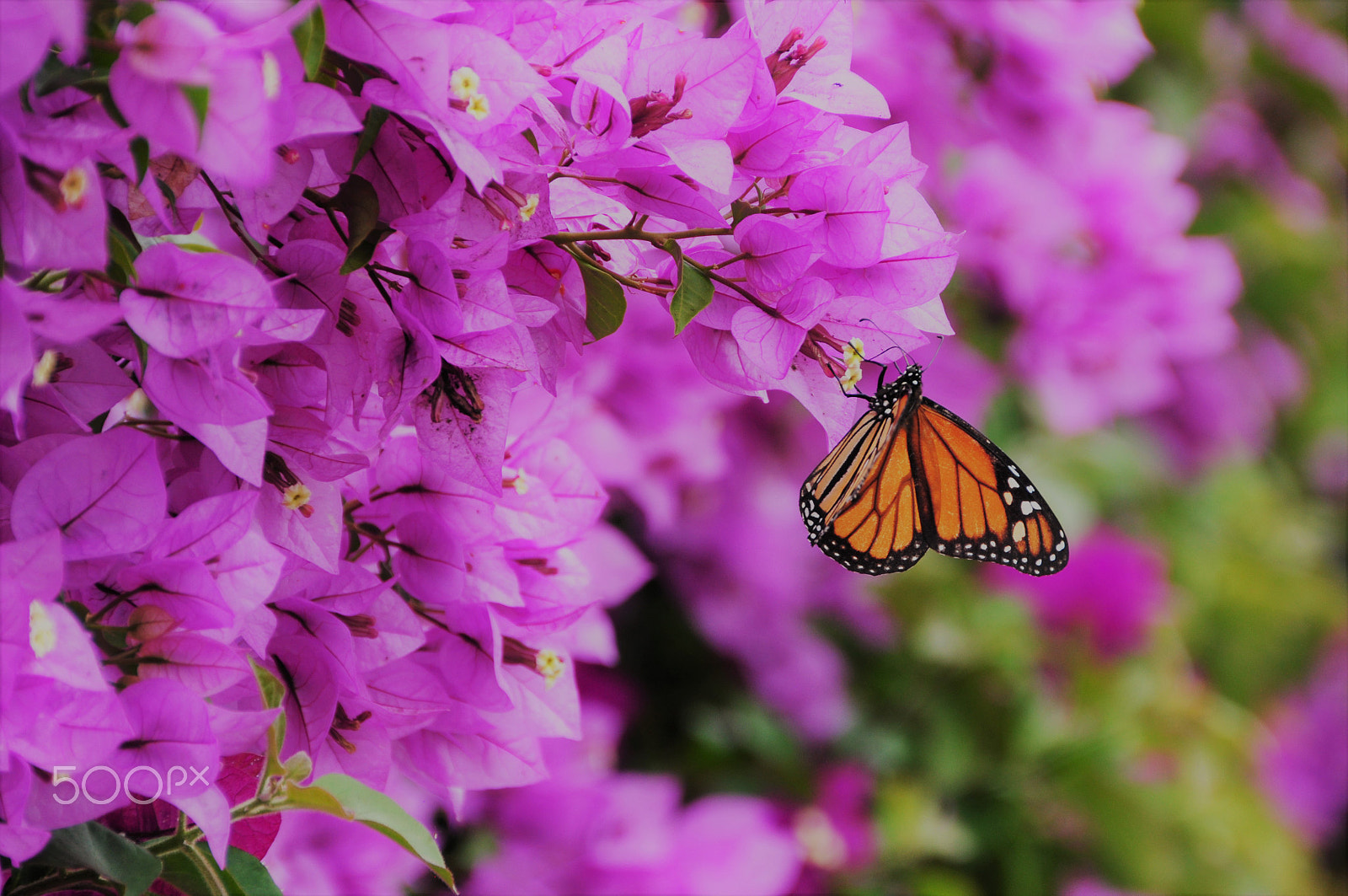 Nikon D5000 sample photo. Borboleta photography
