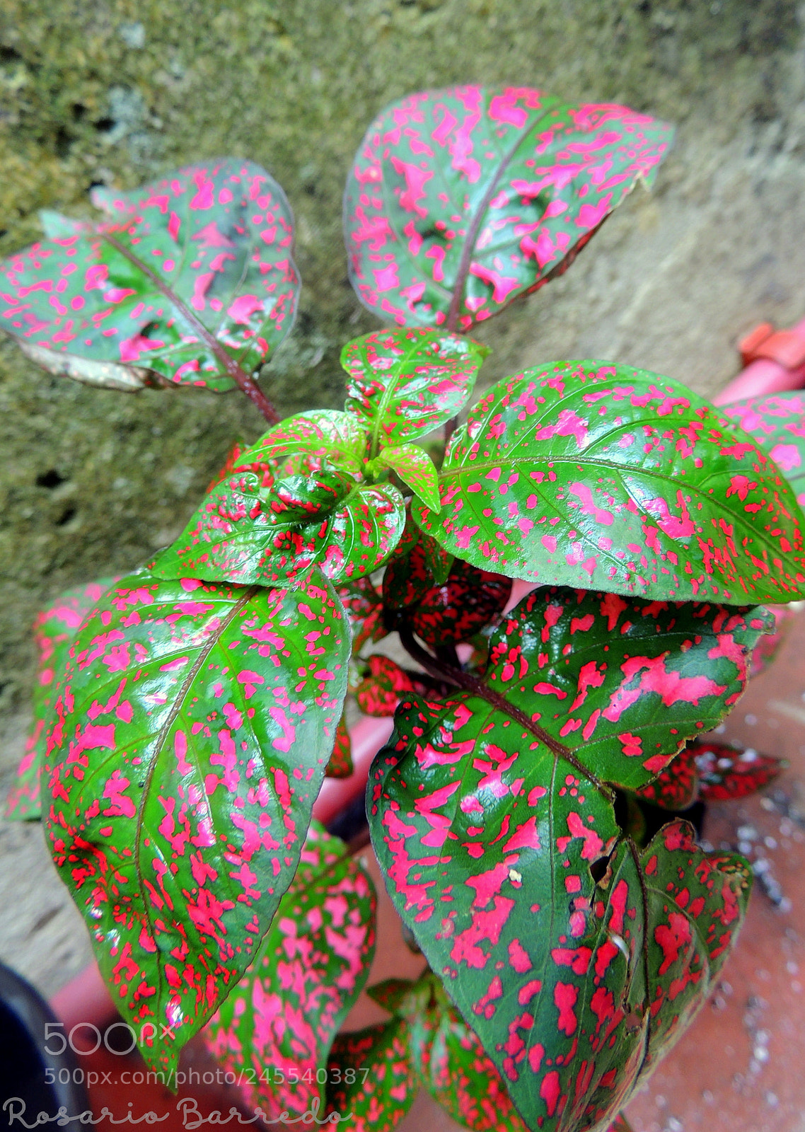 Nikon Coolpix P510 sample photo. Untitled photography