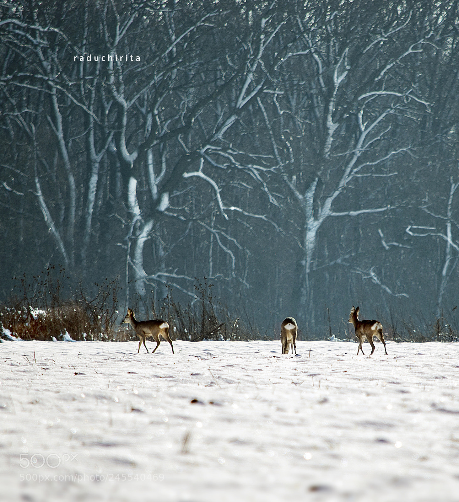 Nikon D5100 sample photo. Deer / animals photography