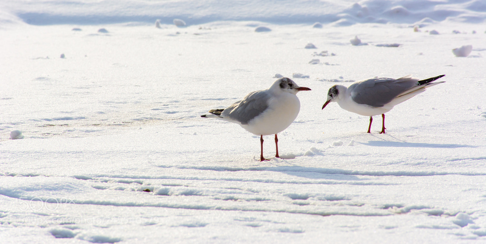Nikon D7100 sample photo. Winter photography