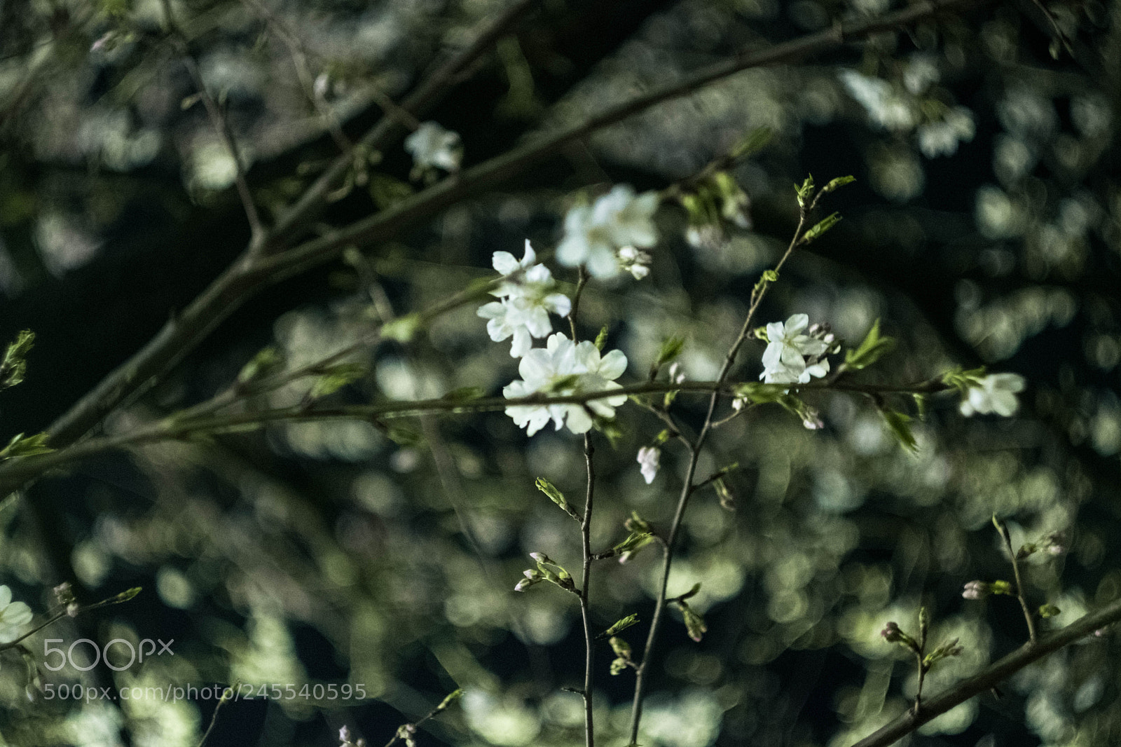 Fujifilm X-T2 sample photo. Sakura photography