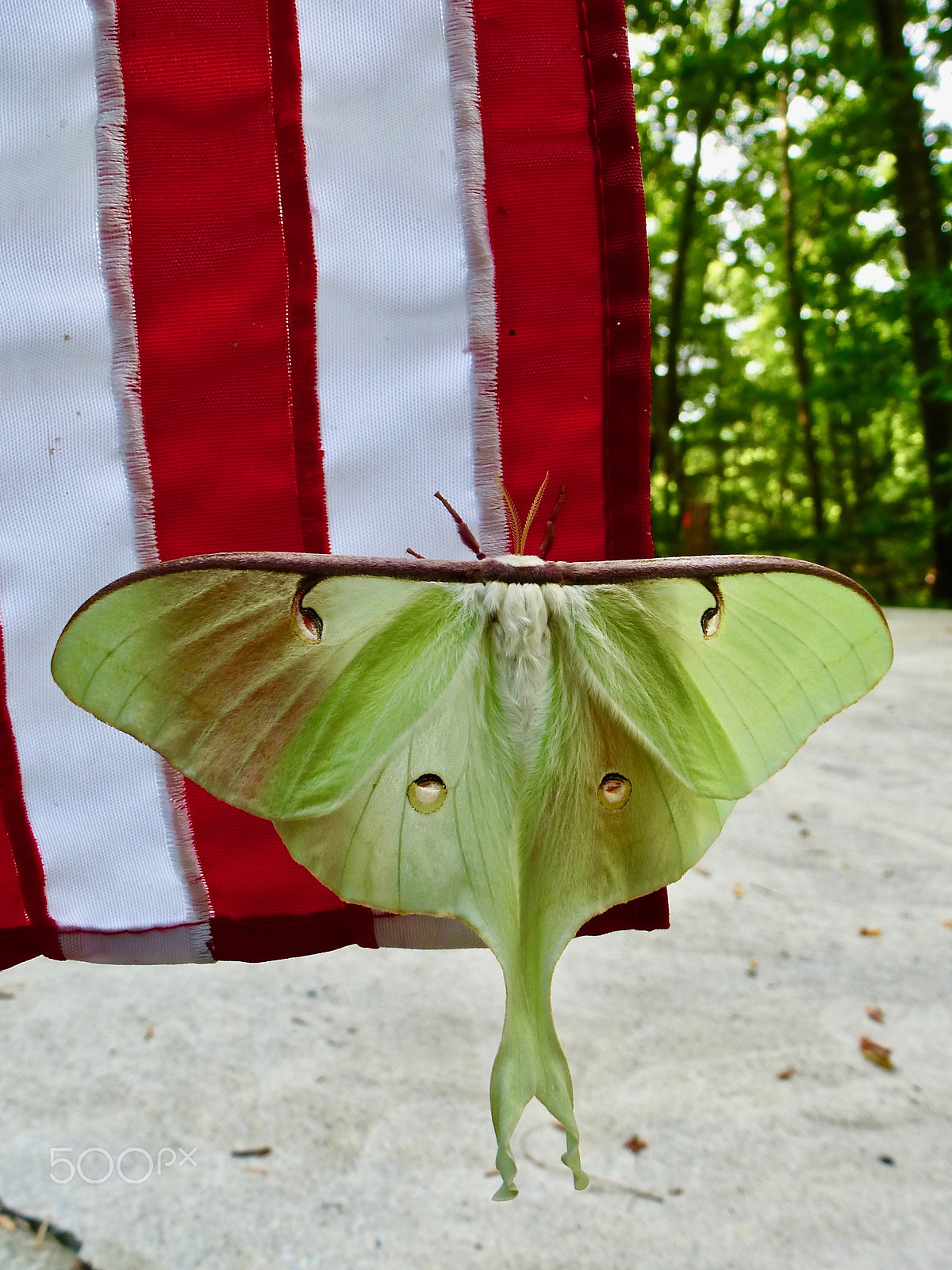 Panasonic DMC-ZS15 sample photo. Luna moth on american flag photography