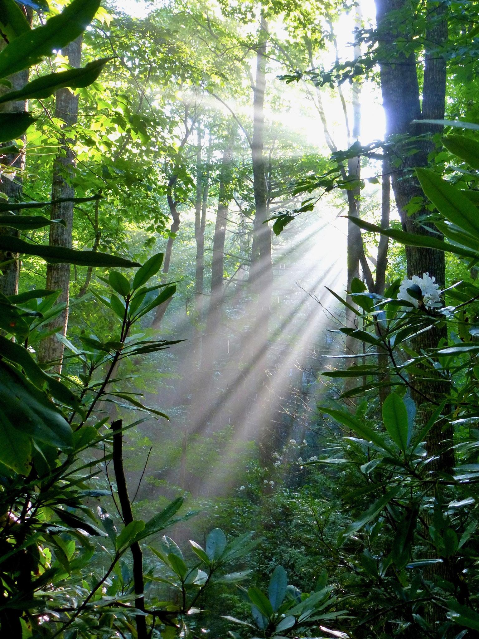 Panasonic DMC-ZS15 sample photo. Highway to heaven/rhody photography