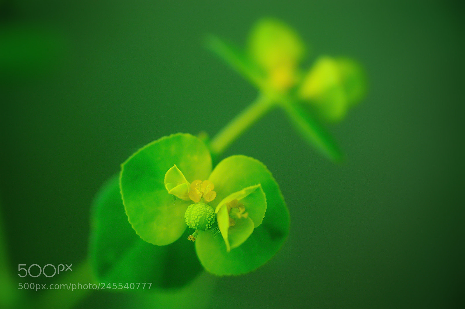 Nikon D5000 sample photo. Almost everything green photography