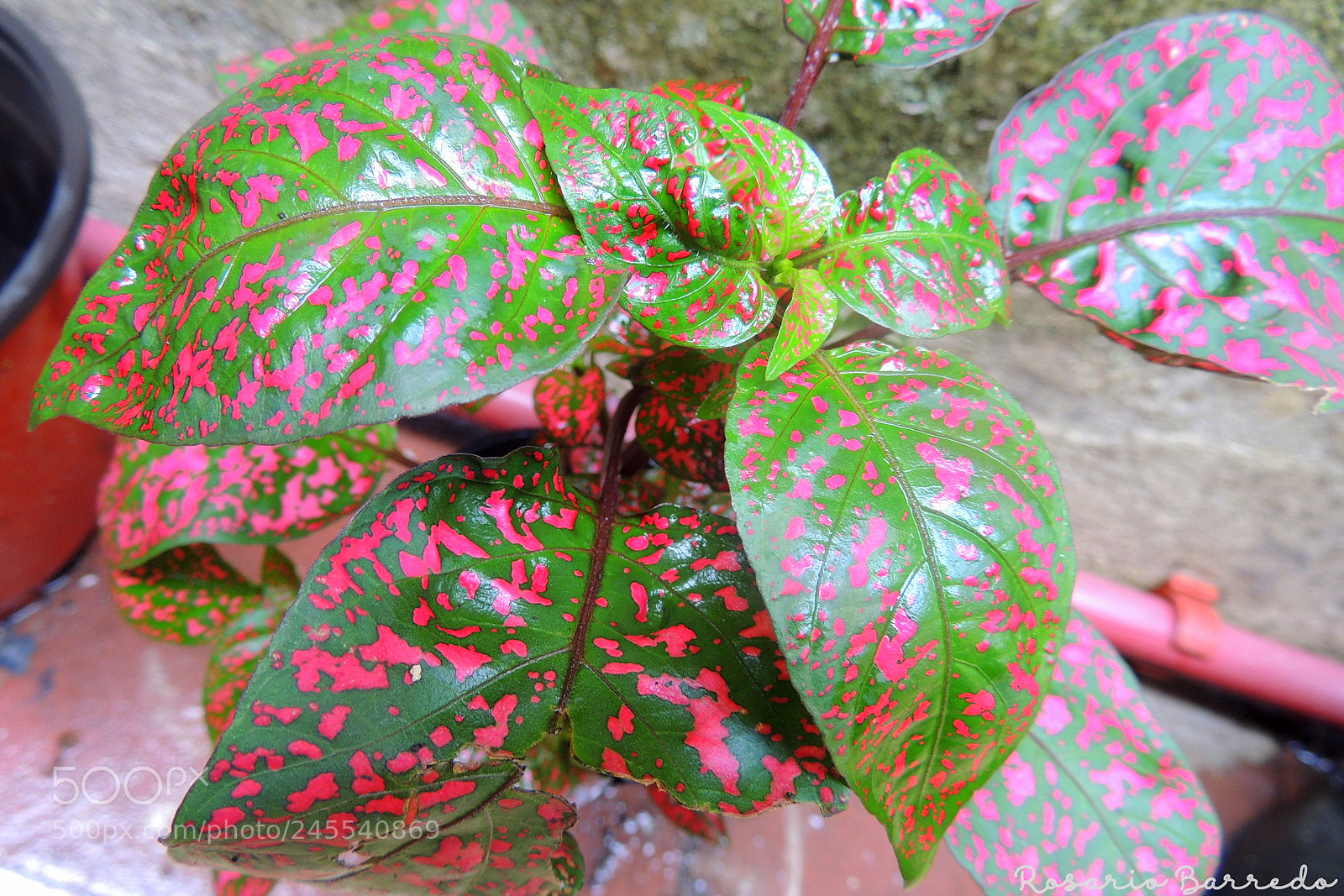 Nikon Coolpix P510 sample photo. Untitled photography