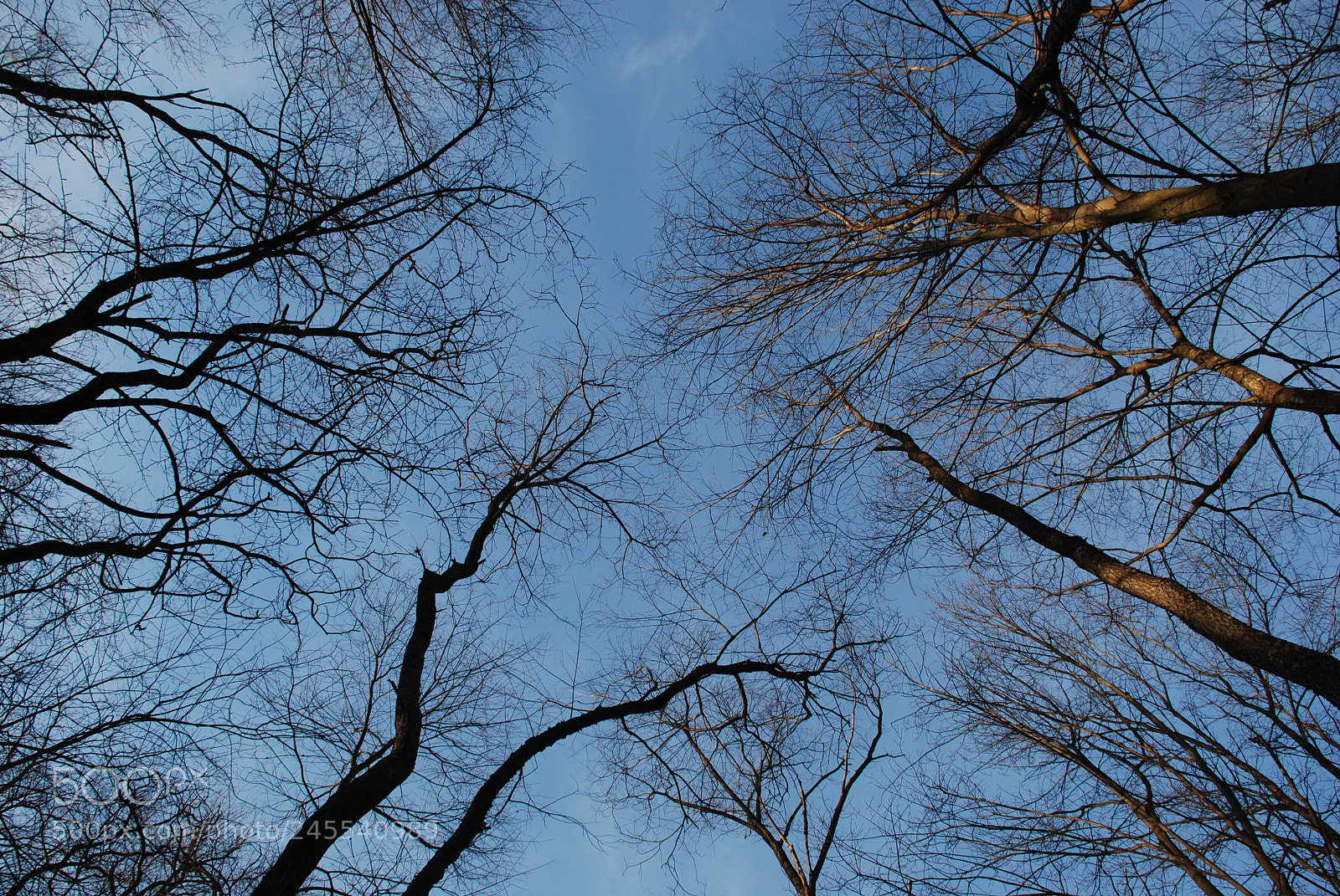 Nikon D80 sample photo. Look up photography