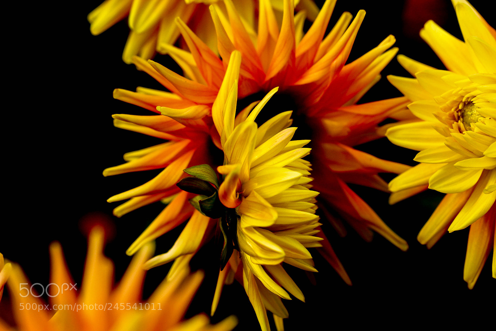 Canon EOS 60D sample photo. Talking heads photography